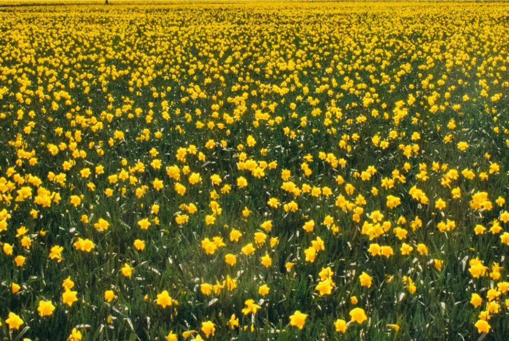 2013 Skagit Valley Tulips