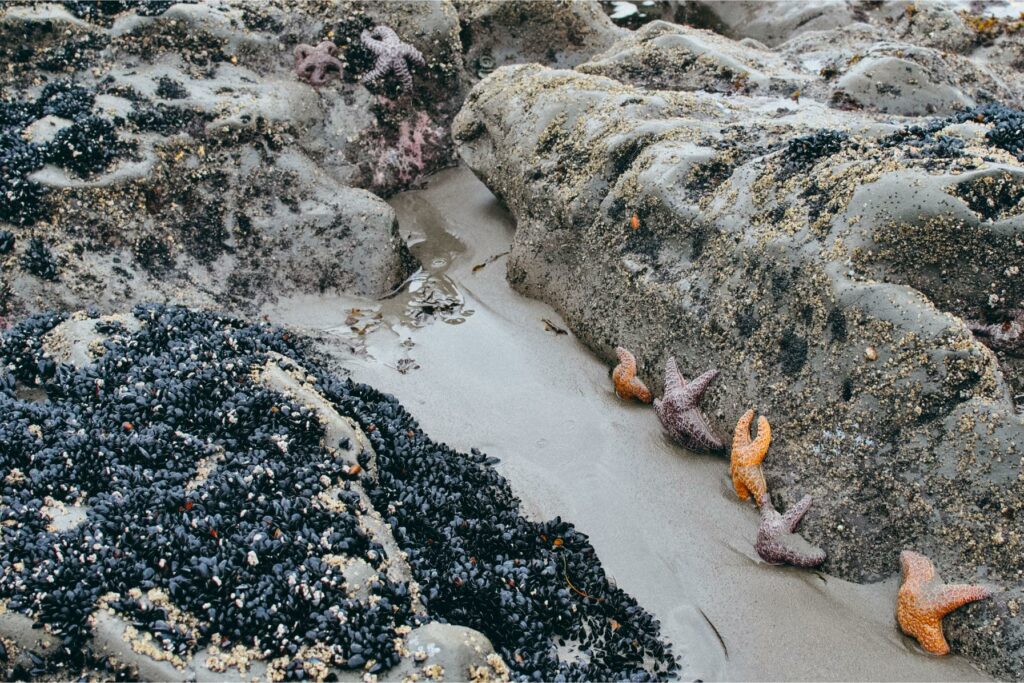 2013 Rialto Beach