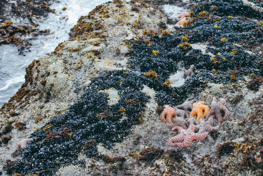 2013 Rialto Beach