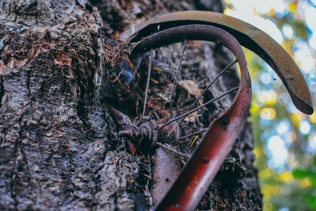 2013 Vashon Island Tree Bike