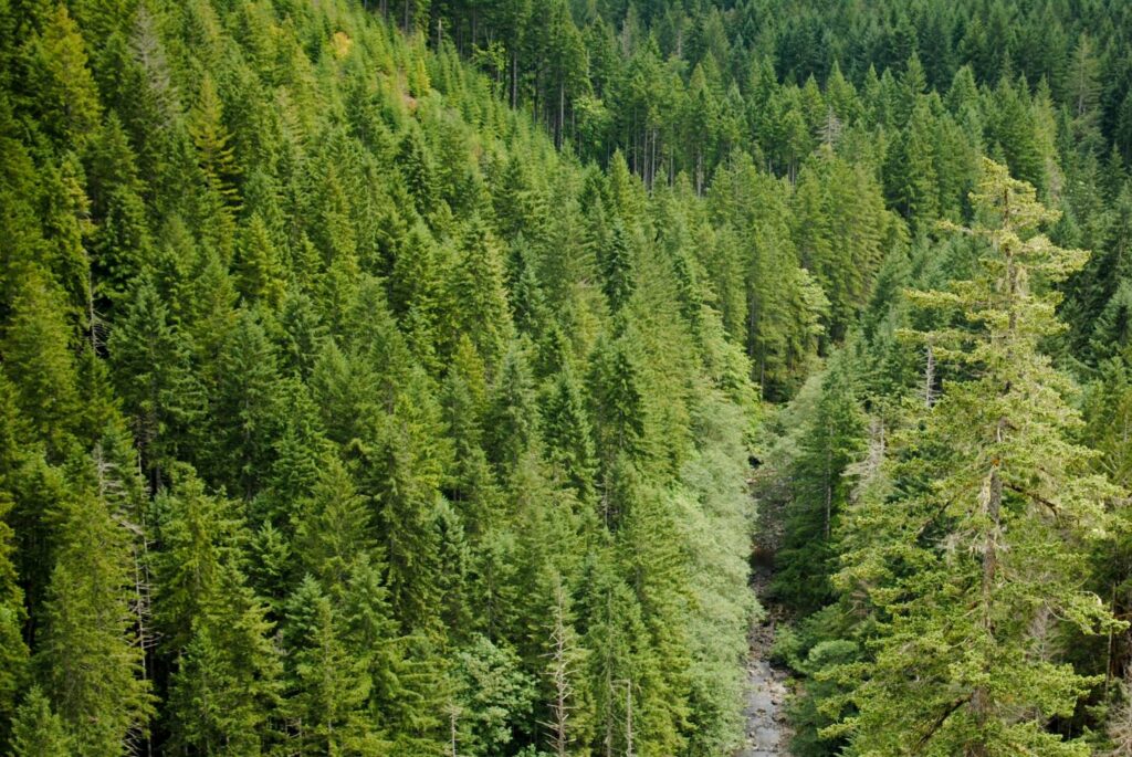 2014 Vance Creek Bridge Forrest