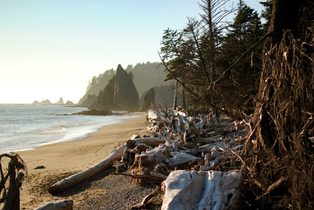 2014 - Rialto Beach Logs