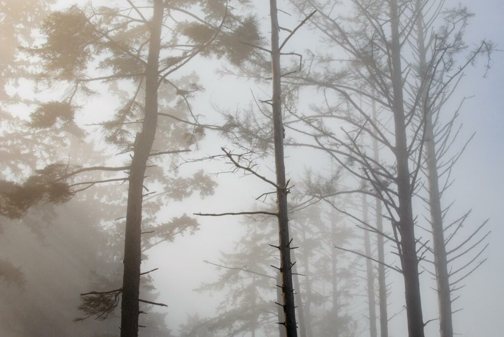 2014 - Rialto Beach Tree Fog