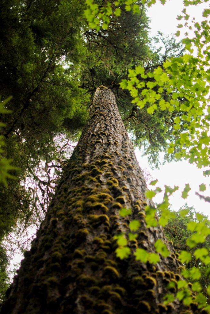 2014 - Rialto Beach Tall Tree