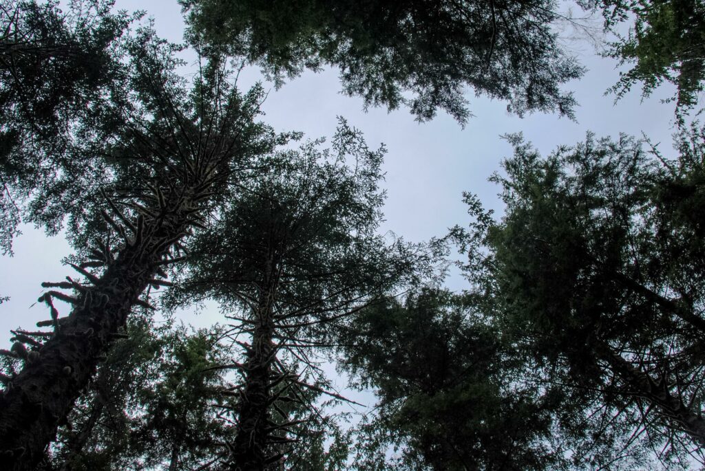 2014 - Rialto Beach Tree Tops