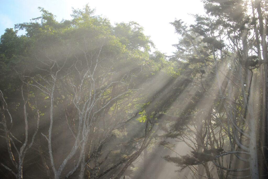 2014 Hole-In-The-Wall Mist Trees