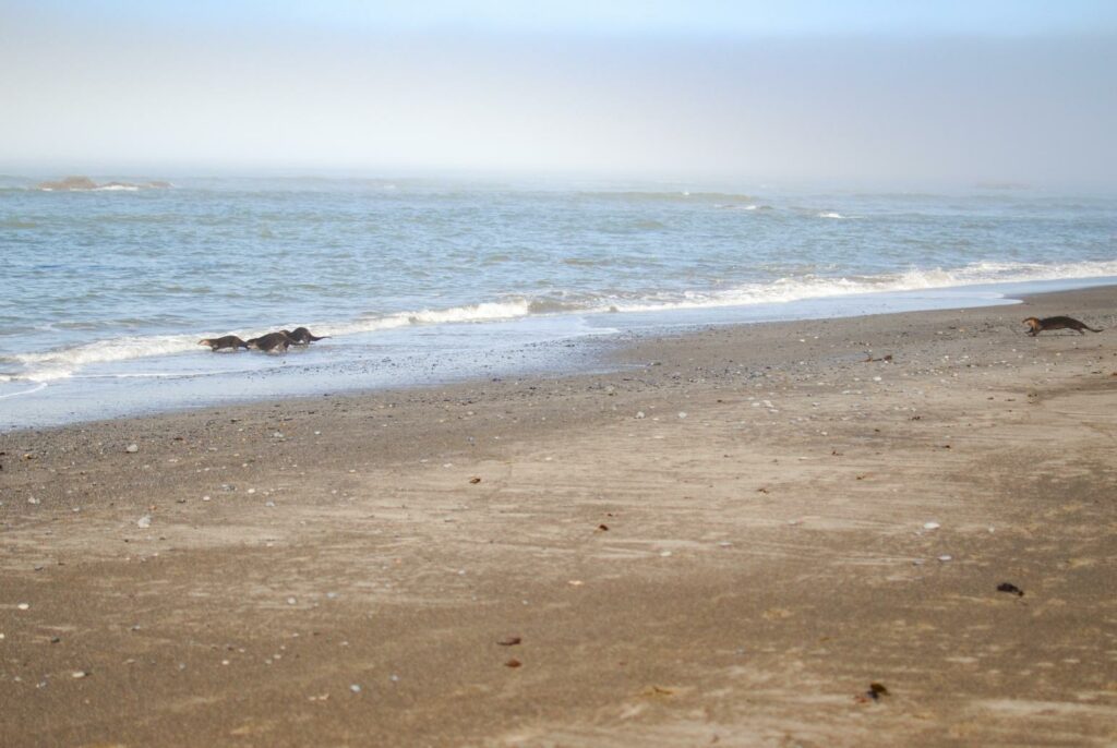 2014 Rialto Beach Otters