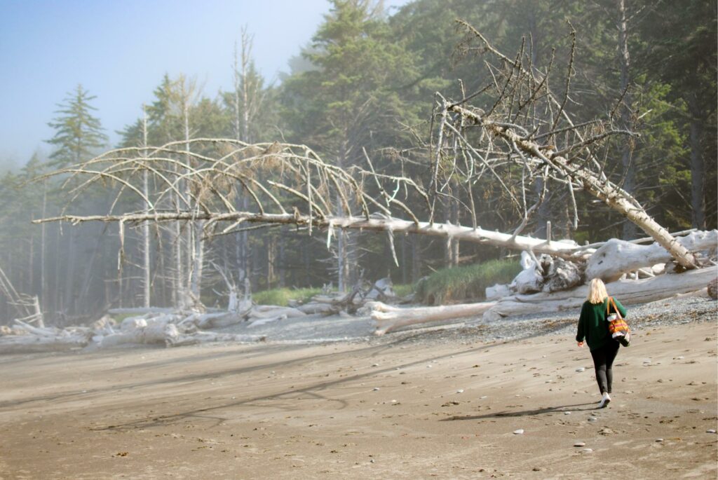 2014 Rialto Beach Tipped Trees