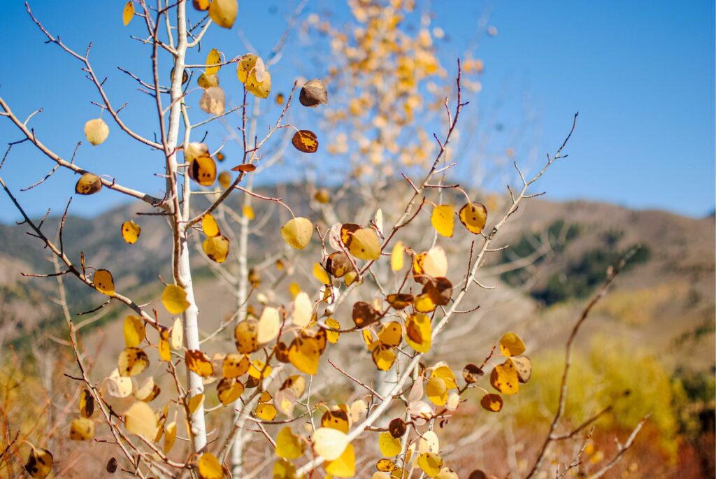 2014 Sun Valley Tree Colors