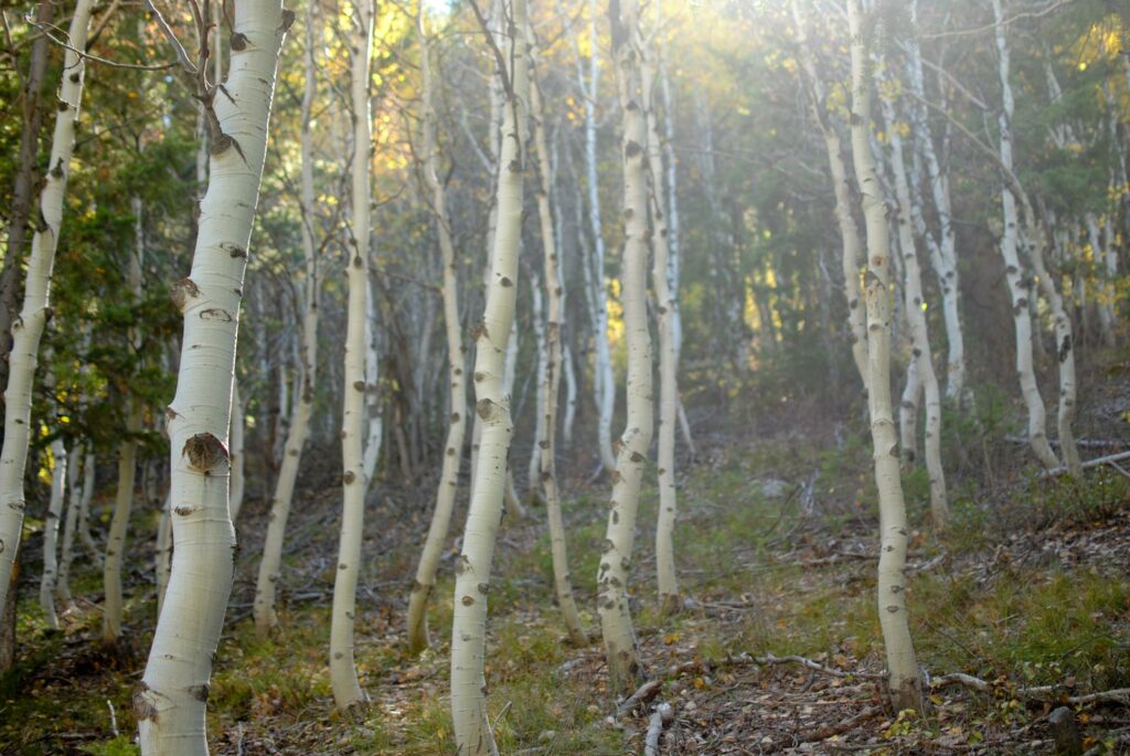 2014 Sun Valley Tree Colors 3