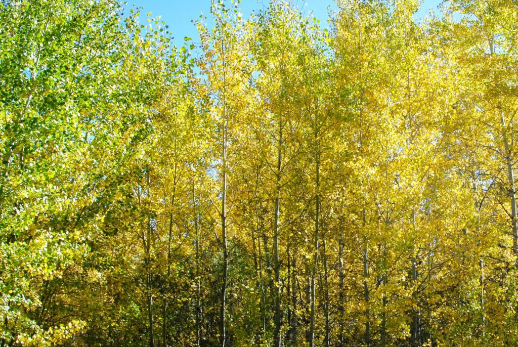 2014 Sun Valley Tree Colors 5