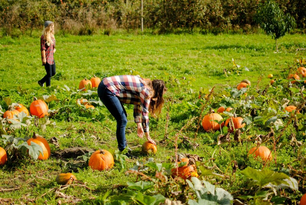 2014 Washington Orchard Pumpkin Patch