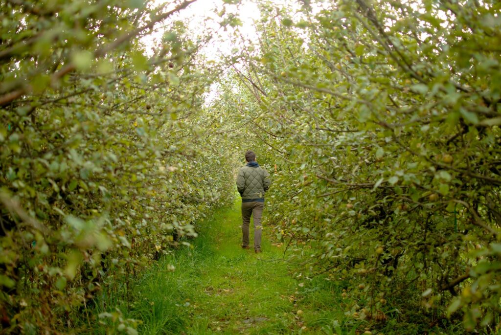 2014 Washington Orchard Apples 3