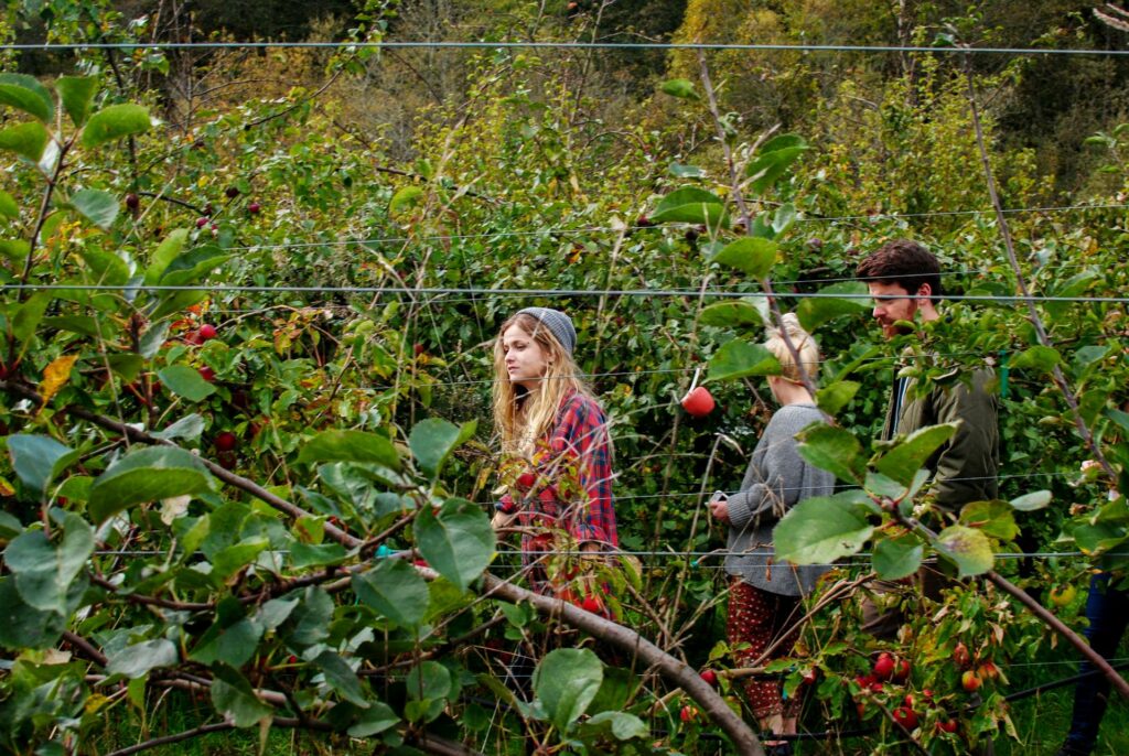 2014 Washington Orchard Apples 8