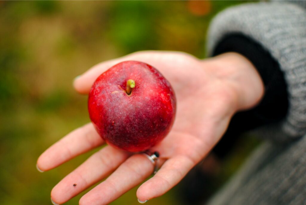 2014 Washington Orchard Apples 10