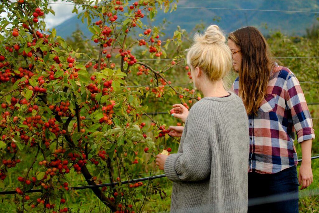 2014 Washington Orchard Apples 11
