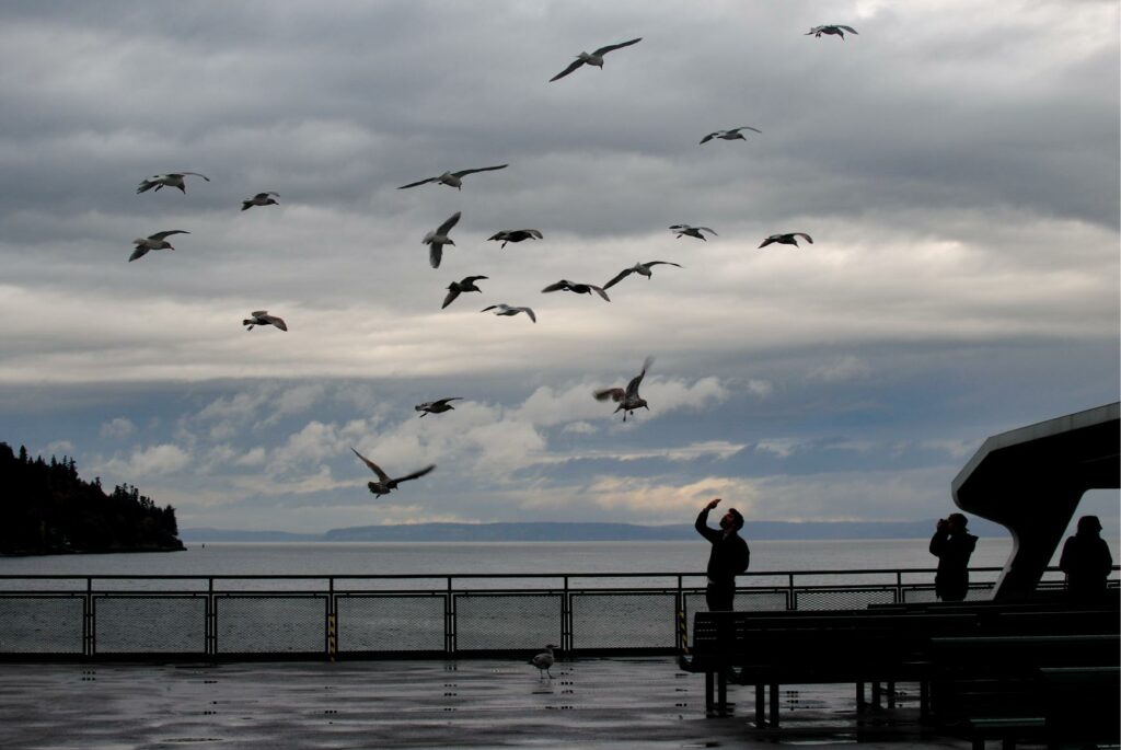 2014 November Ferry Birds 4