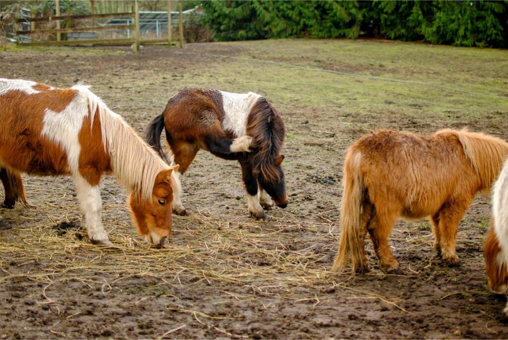 2014 Miniature Horse Christmas Card BTH 8