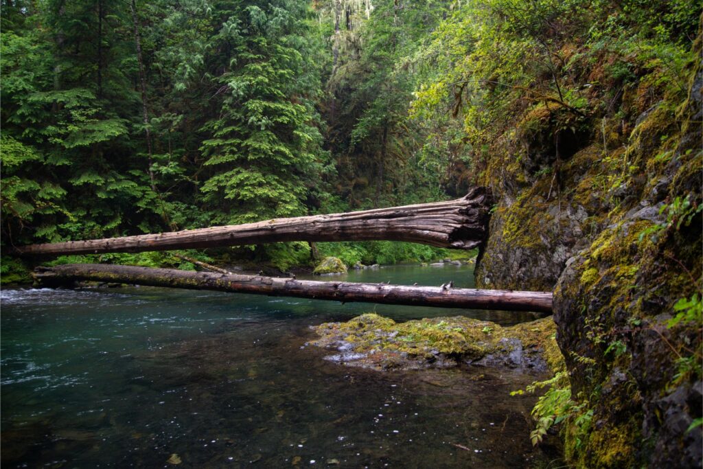2024 - Quilcene Hike 2