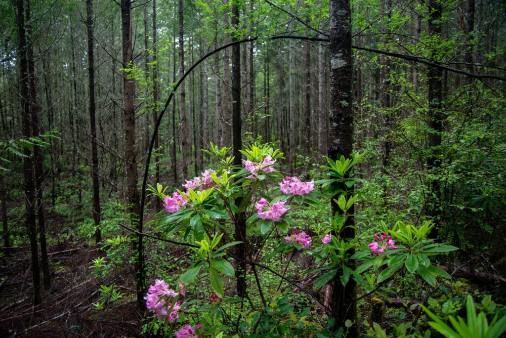 2024 - Port Townsend Spring Hike 2