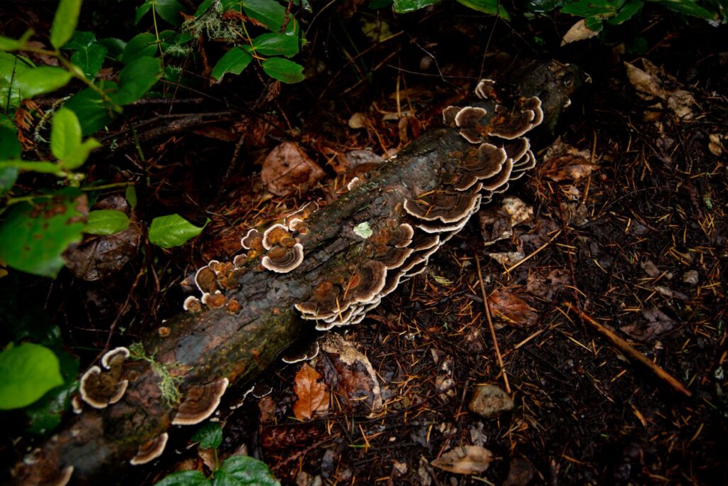 2024 - Port Townsend Spring Hike 3
