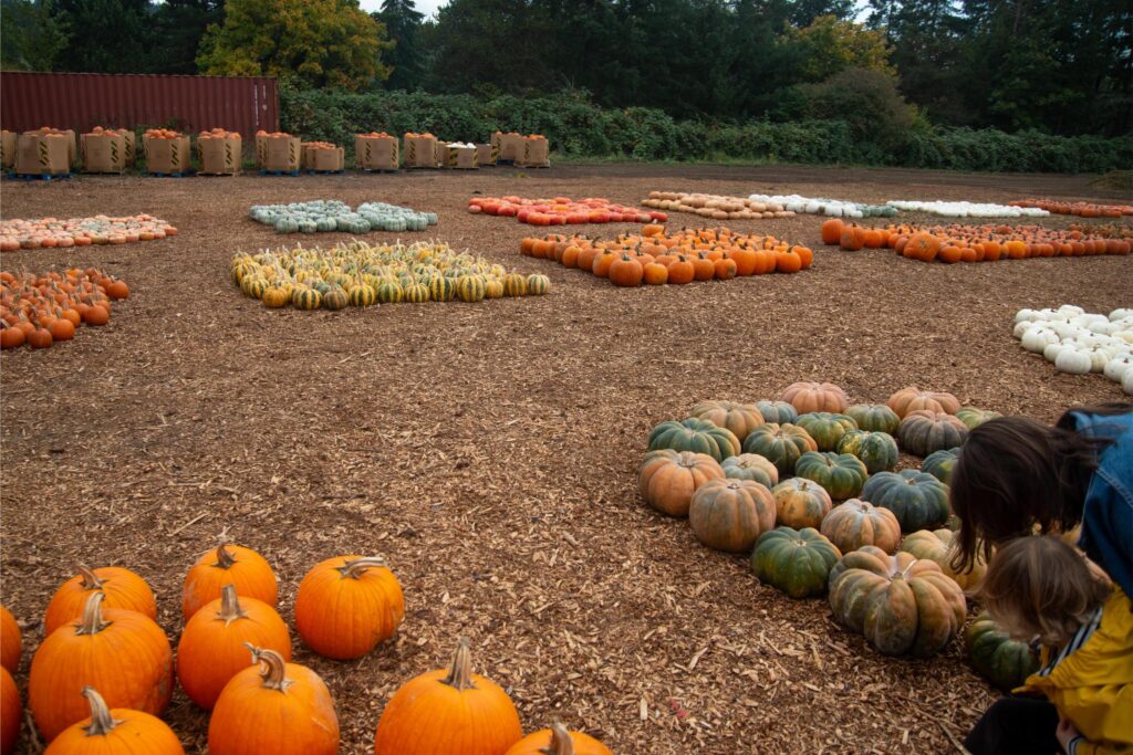 2024 - Pumpkin Patches 13