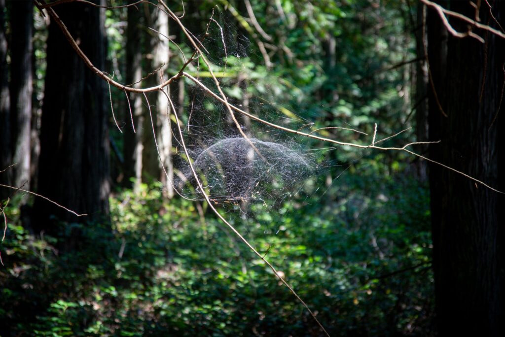 Washington Peninsula Hike - 3