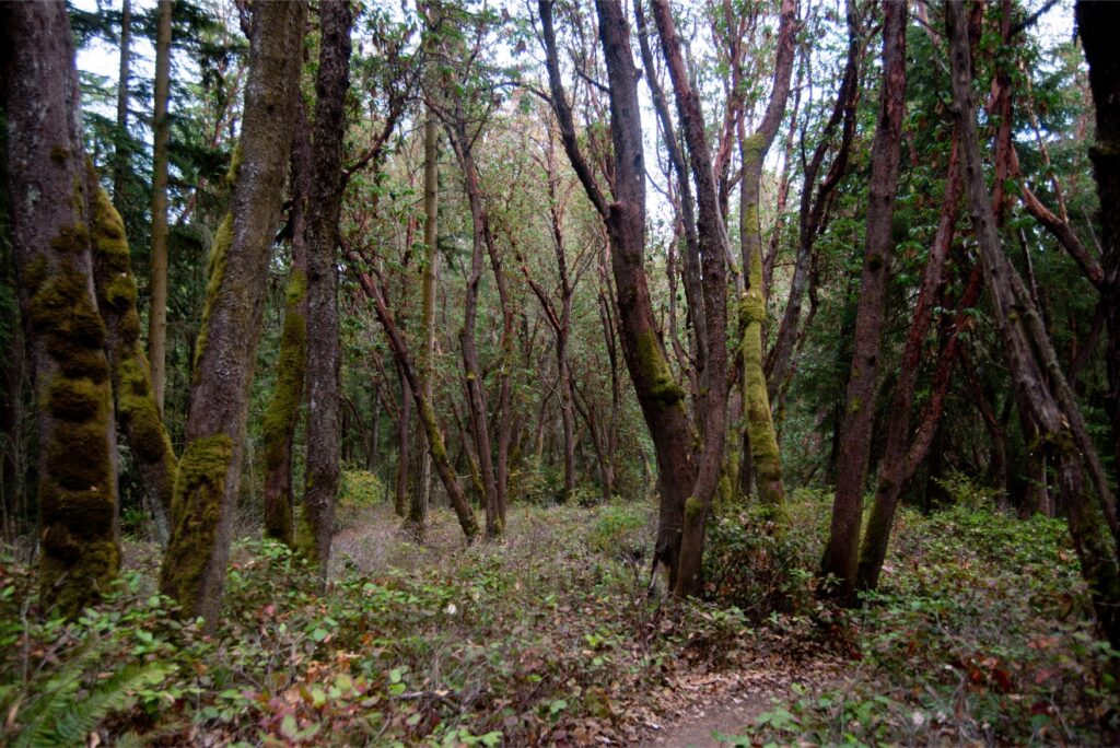 Washington Peninsula Hike - 2