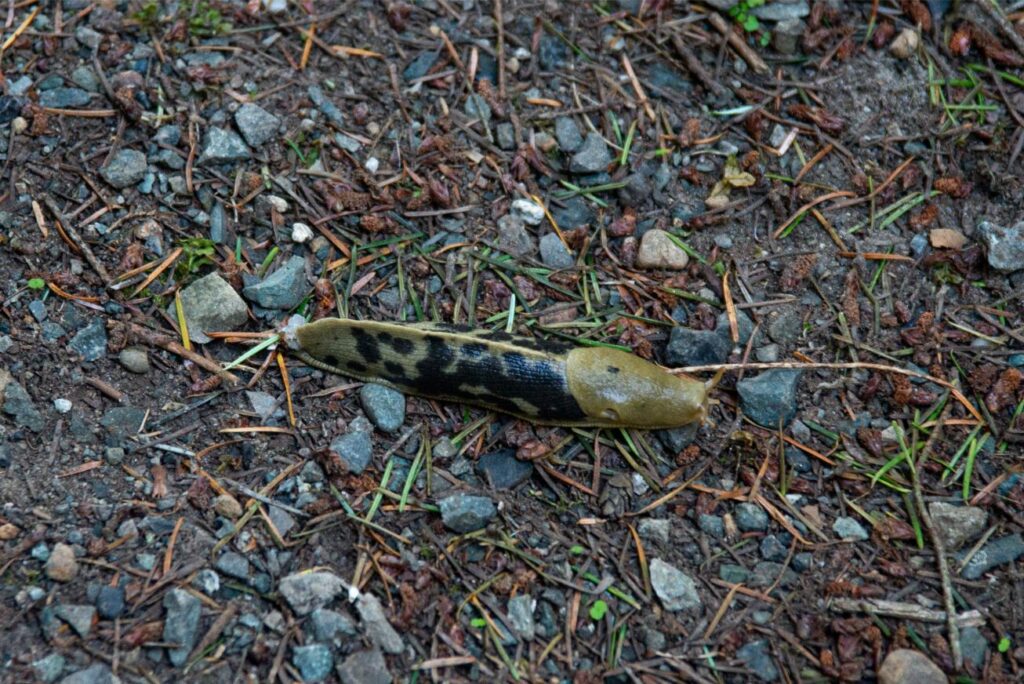 2024 - November Whidbey Island 17