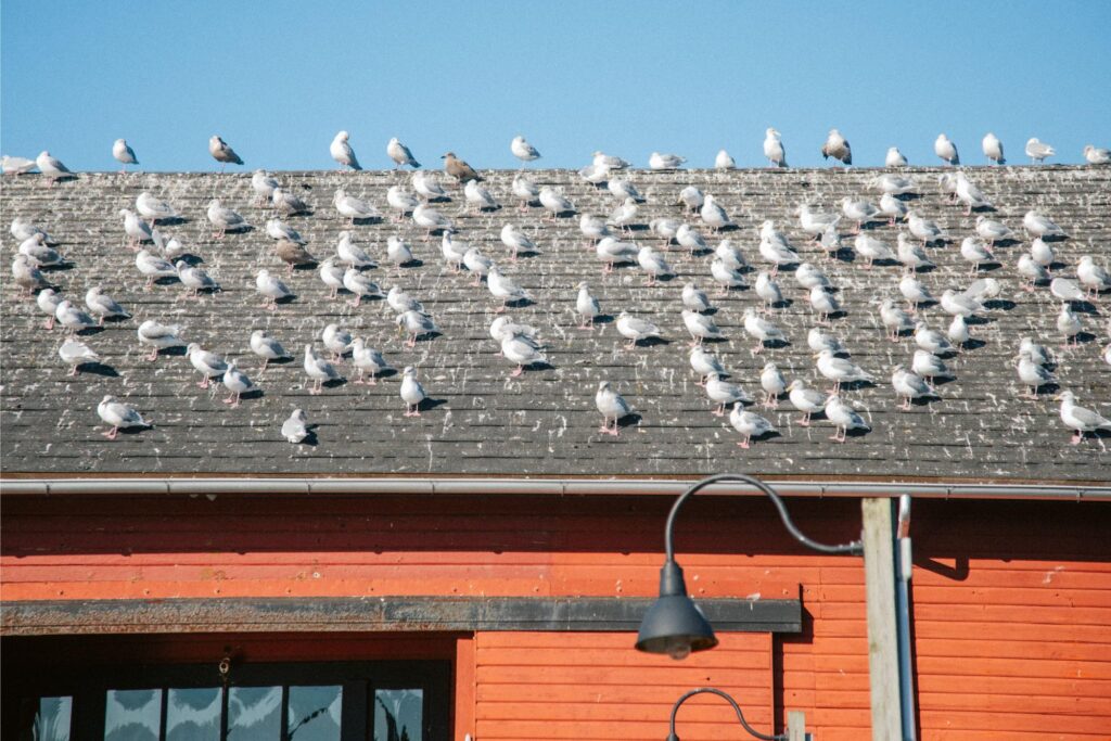 2024 - November Whidbey Island 19