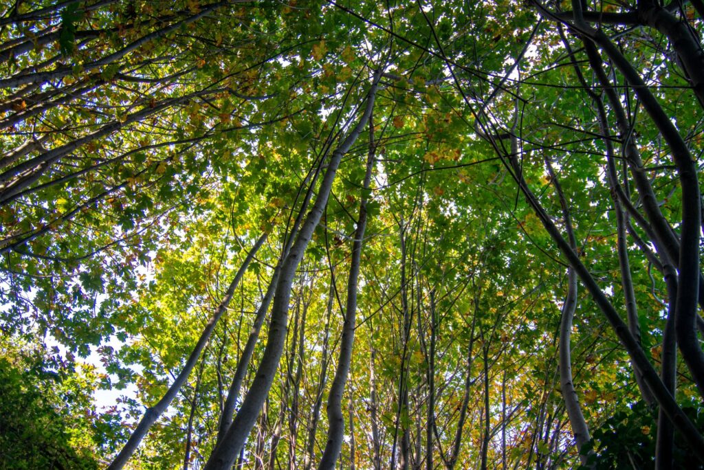 2024 - November Whidbey Island 25