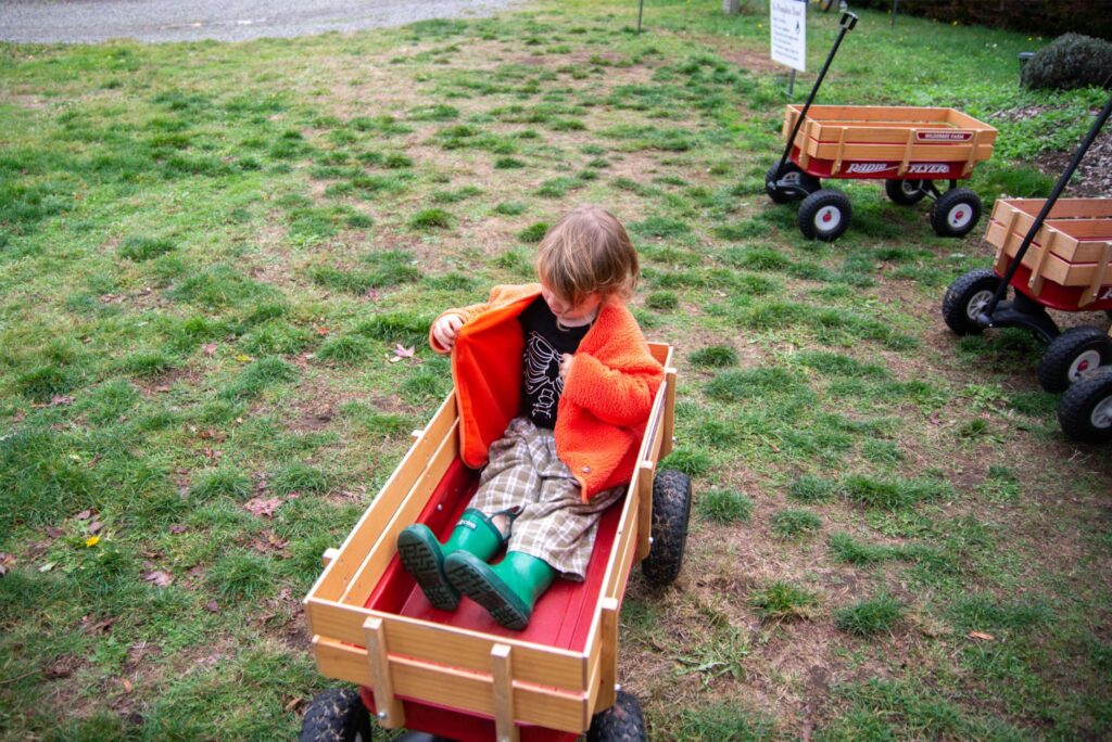 2024 - Pumpkin Patches 1