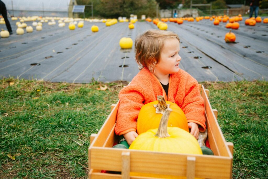 2024 - Pumpkin Patches 6