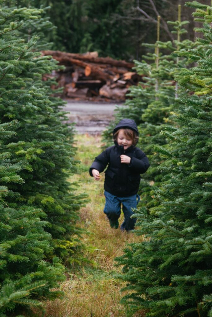 2024 - Christmas Trees 3