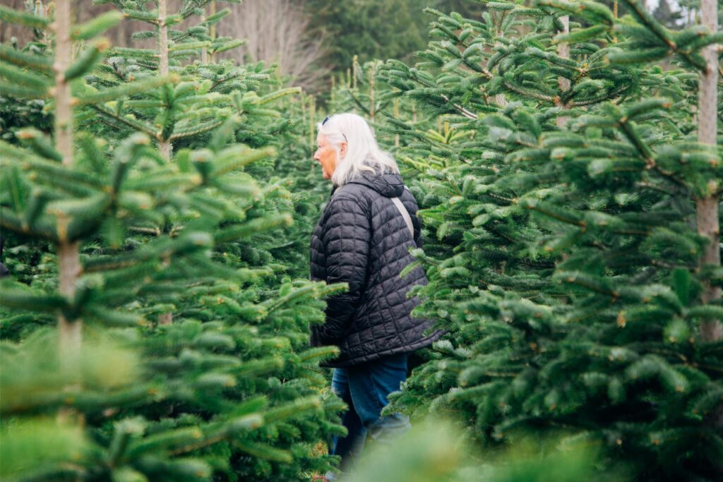 2024 - Christmas Trees 7