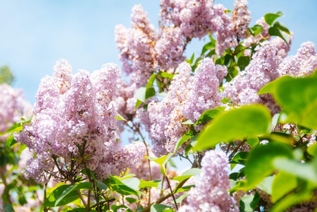 2025 - Spring Flowers