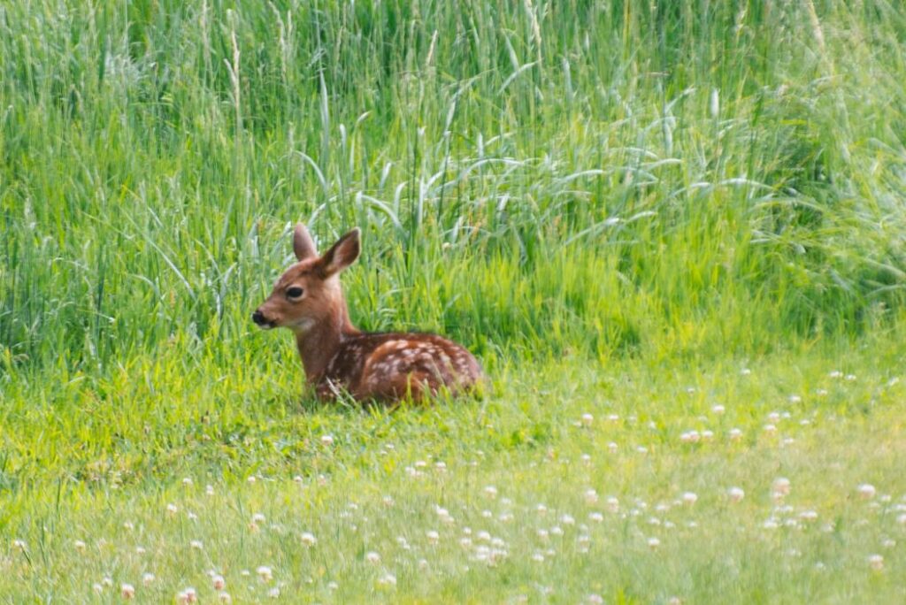 2025 - Late Winter/Early Spring In Port Townsend 22