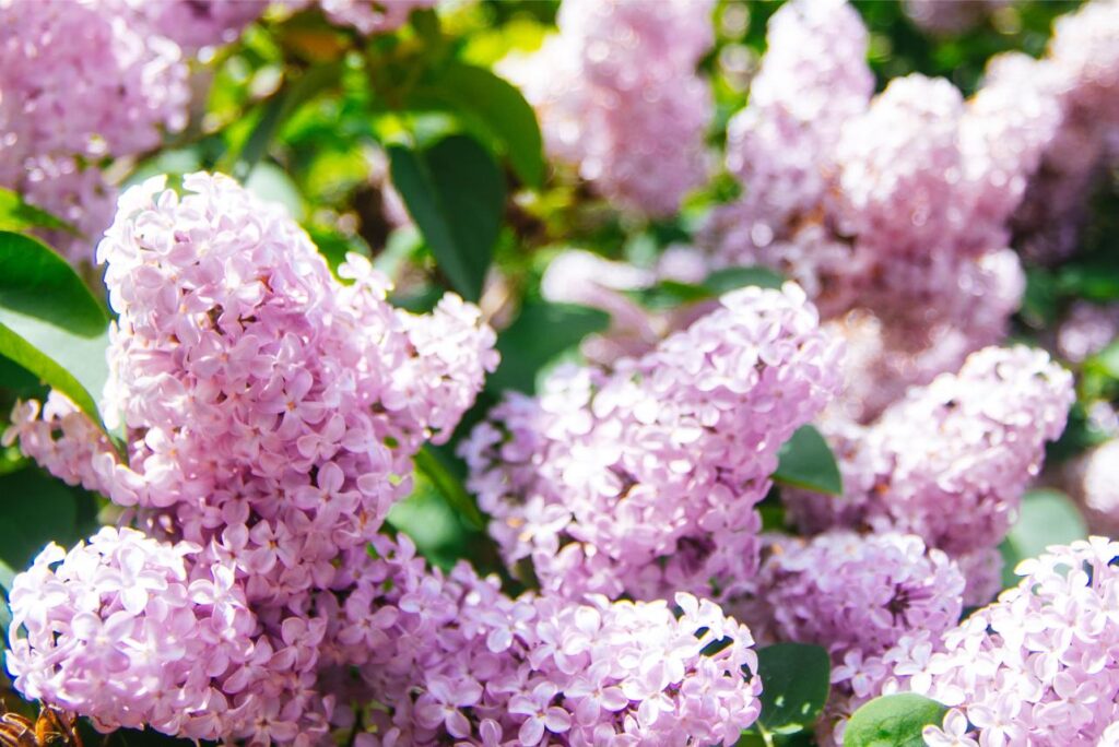 2025 - Spring Flowers 2