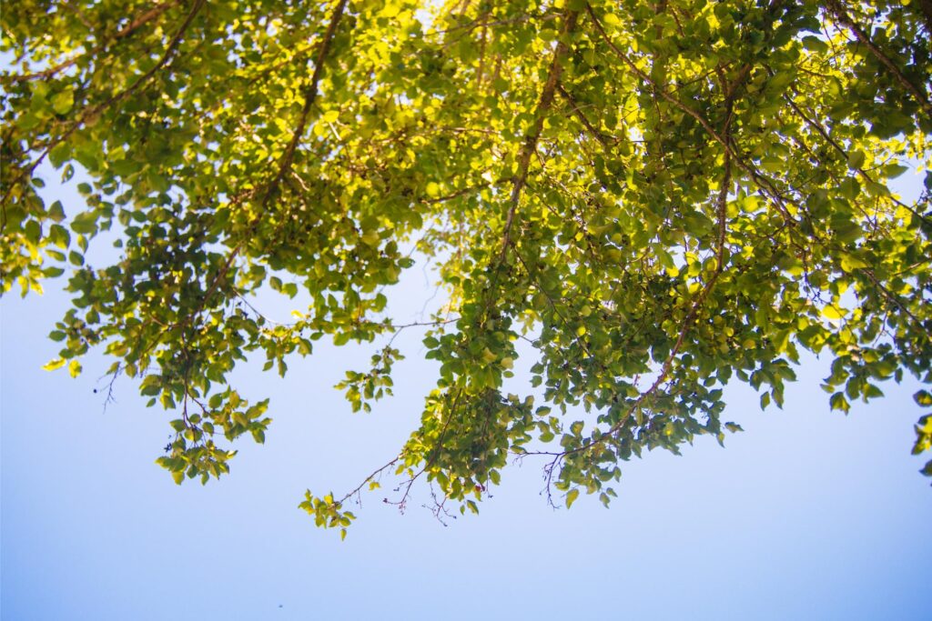 2025 - Sunny Yard Days 7