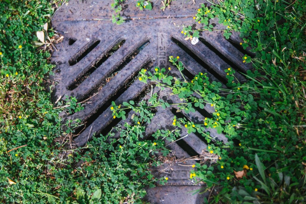 2025 - Sunny Yard Days 12