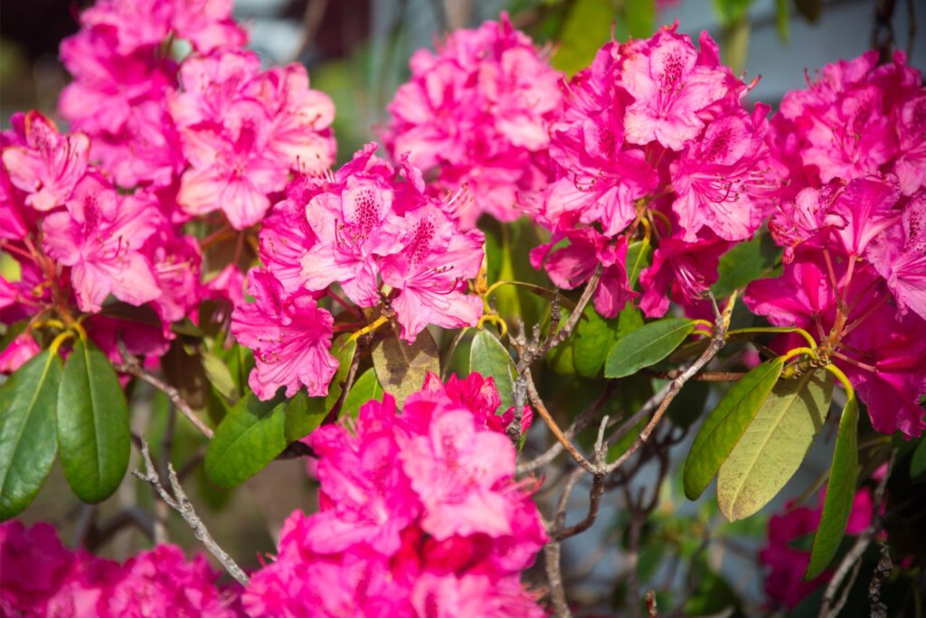 2025 - Spring Flowers 5