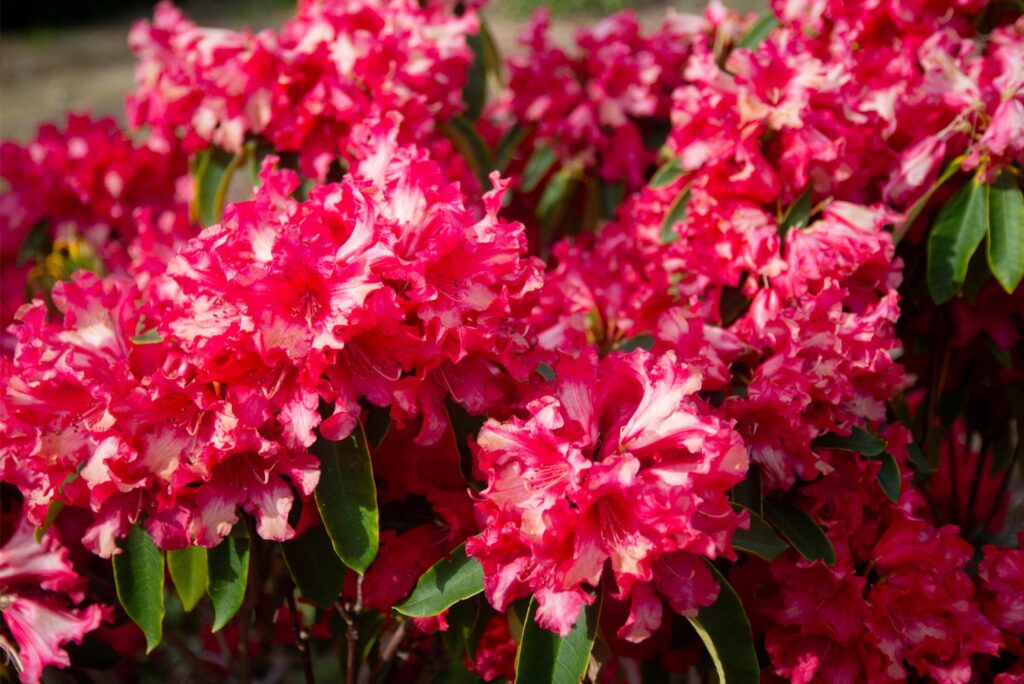 2025 - Spring Flowers 6