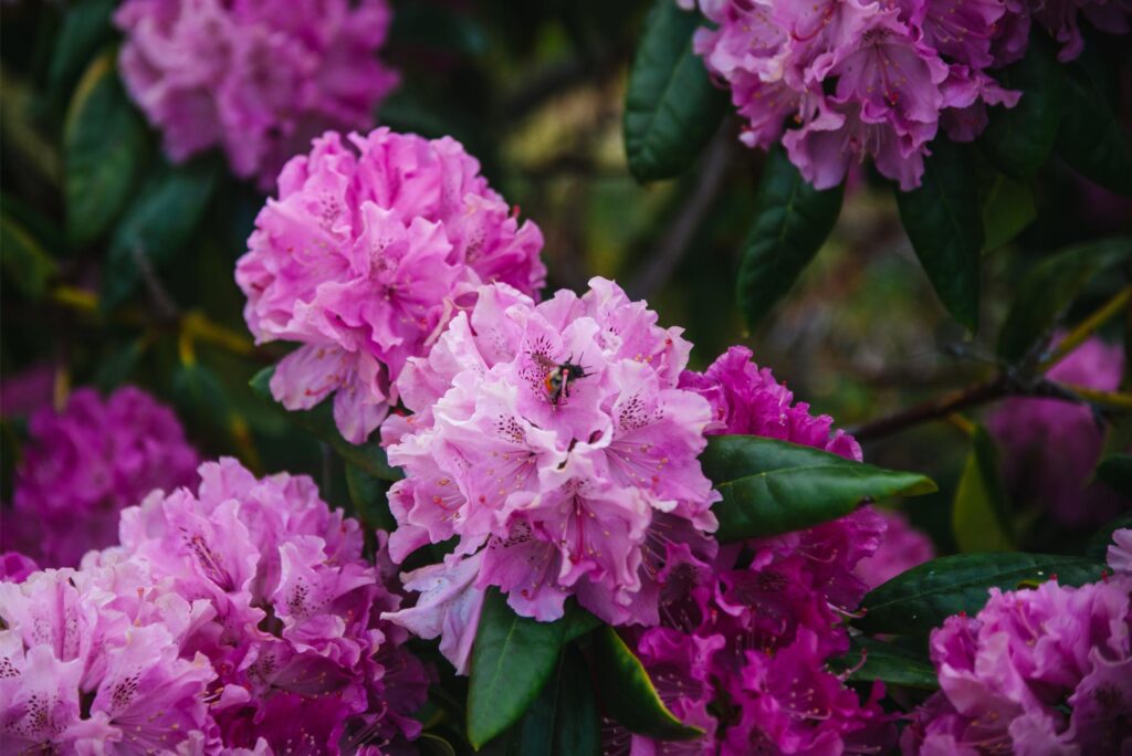 2025 - Spring Flowers 7