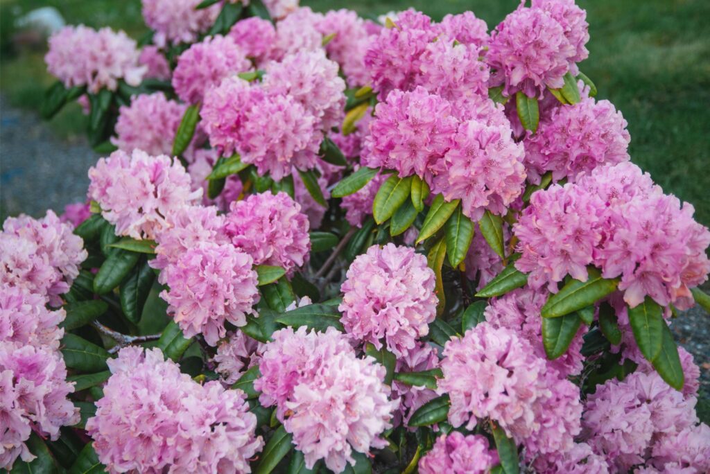 2025 - Spring Flowers 8