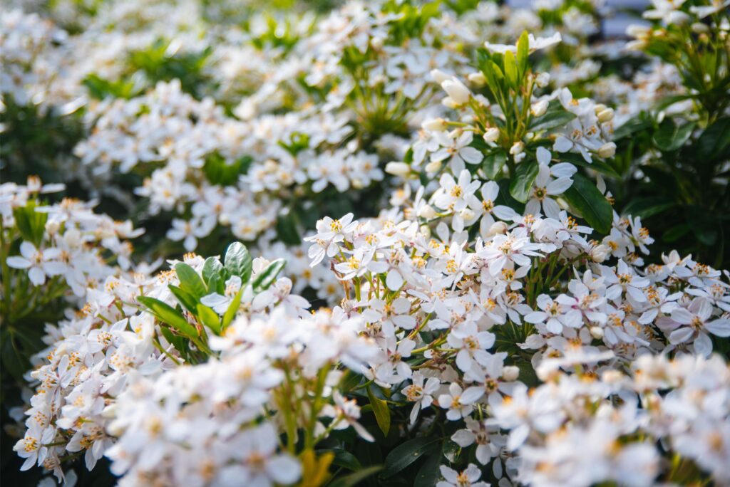 2025 - Spring Flowers 9