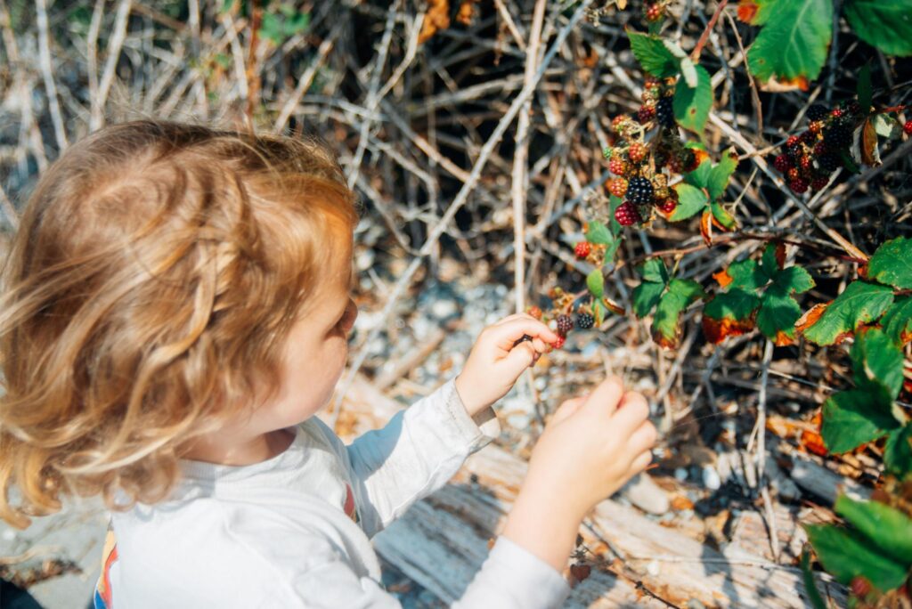 2025 - Cape George Beach and Blackberries 9