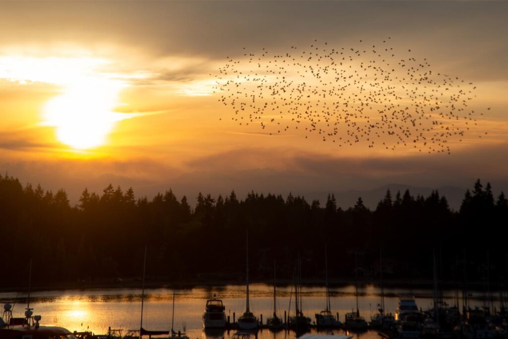 25 - September Edmonds Kingston Ferry murmuration 19