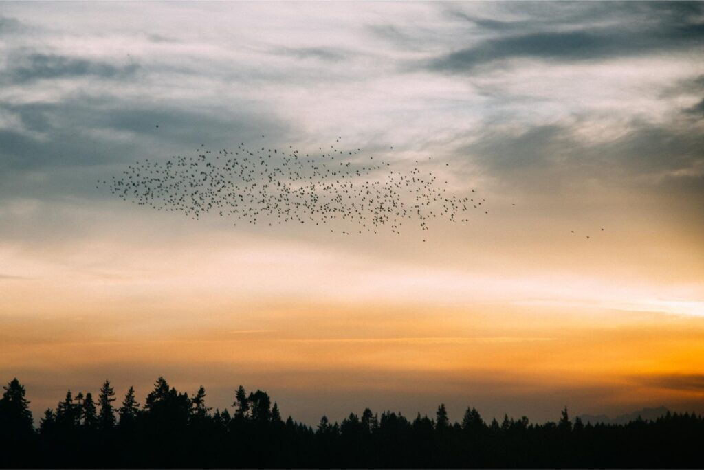 25 - September Edmonds Kingston Ferry murmuration 21