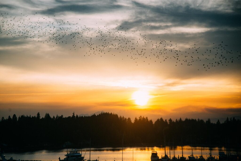 25 - September Edmonds Kingston Ferry murmuration 22