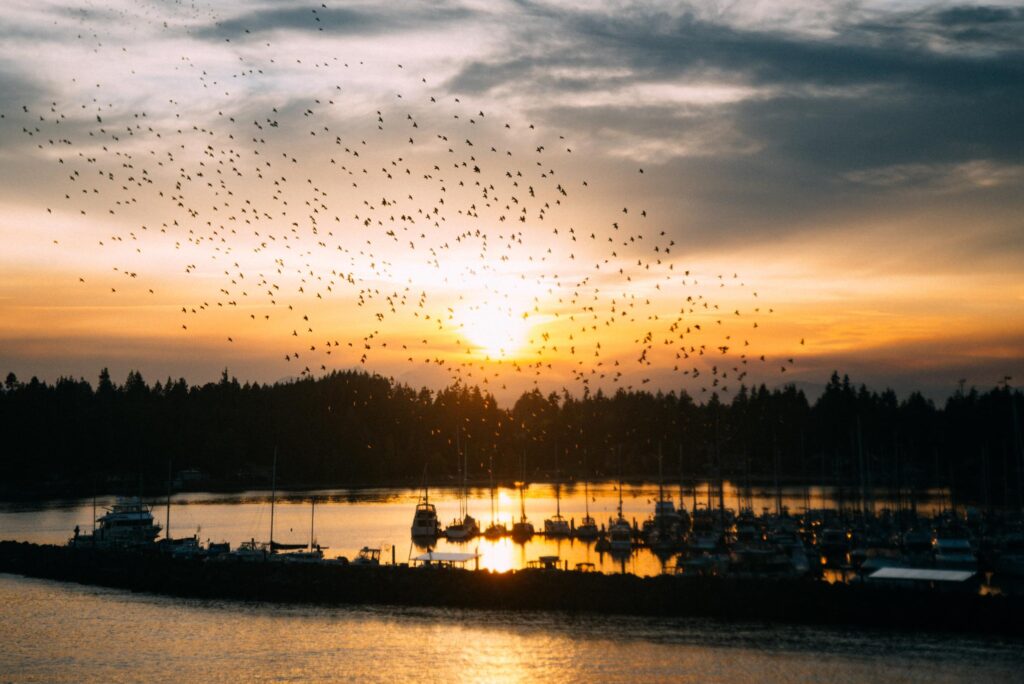 25 - September Edmonds Kingston Ferry murmuration 25